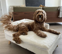 Luxury Elevated Cat & Small Dog Sofa Bed with Backrest - Plush Cushion, Wooden Legs